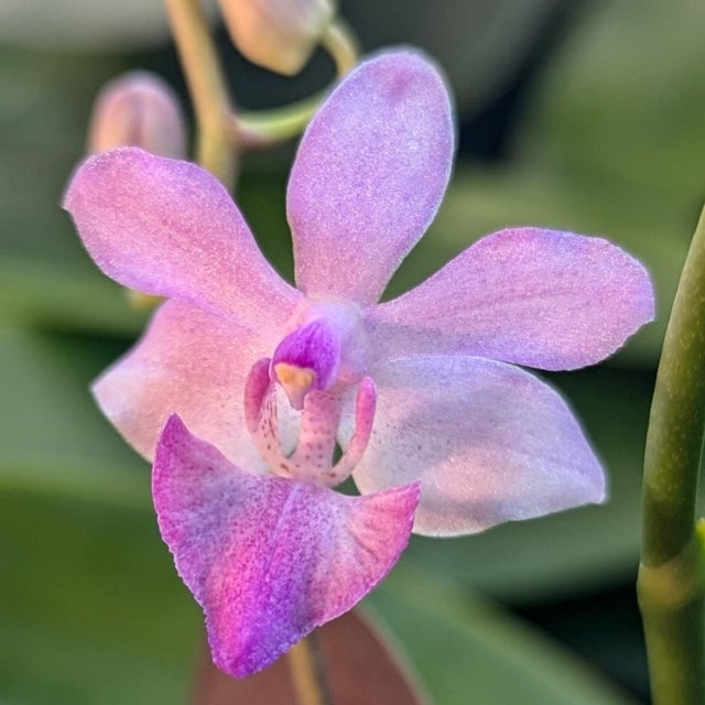 Beautiful spider plants - farm & garden - by owner - sale