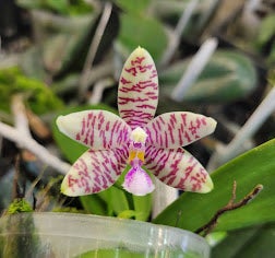 椎名洋ラン園の選べるミディ胡蝶蘭』鉢植え｜FLEGREforBusiness