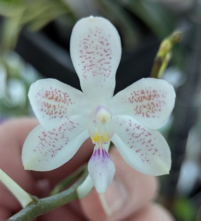 TbGraziella < TbFthruJ < Iris Wiki